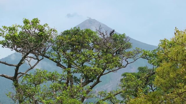 Active Fuego Volcano releases volcanic smoke and ash above its conical peak in Guatemala. Lush green tropical trees frame the majestic stratovolcano against a hazy blue sky in this stunning landscape.