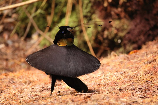 The western or Arfak parotia (Parotia sefilata) is a medium-sized, approximately 33 cm long, bird-of-paradise with a medium-length tail.