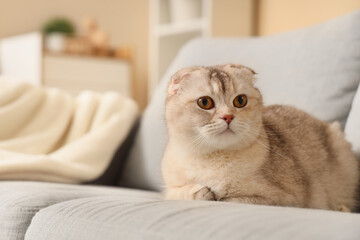 Cute Scottish fold cat sitting on sofa in living room © Pixel-Shot