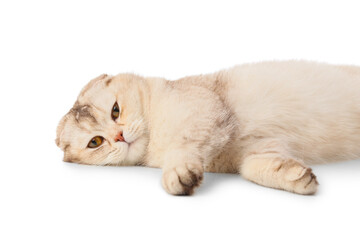 Cute Scottish fold cat lying on white background © Pixel-Shot
