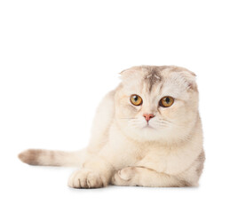 Cute Scottish fold cat lying on white background © Pixel-Shot