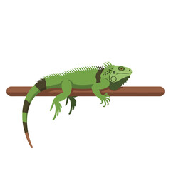 Fototapeta premium Green iguana resting on a brown wooden branch