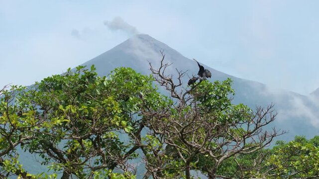 Black vultures rest on bare tree branches with lush green foliage while active Fuego volcano emits smoke plumes in misty background. Guatemala tropical rainforest wildlife scene with volcanic.