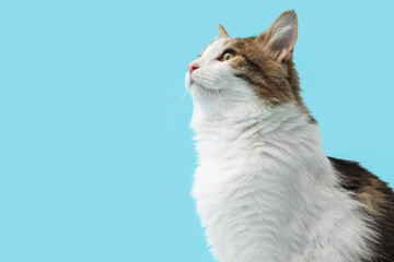 Cute cat on blue background, closeup © Pixel-Shot