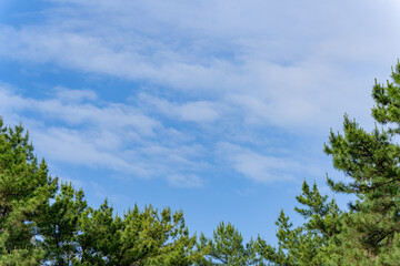Fototapeta premium 松林と青空