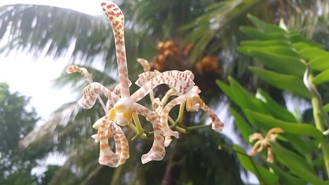 Exotic curly orchid flower Dendrobium discolor blooming in the garden against blue sky background