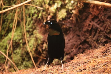 Fototapeta premium The western or Arfak parotia (Parotia sefilata) is a medium-sized, approximately 33 cm long, bird-of-paradise with a medium-length tail.