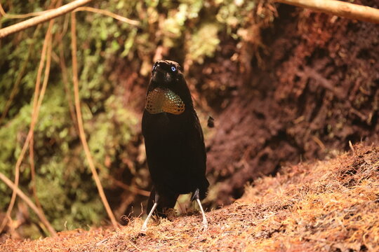 The western or Arfak parotia (Parotia sefilata) is a medium-sized, approximately 33 cm long, bird-of-paradise with a medium-length tail.