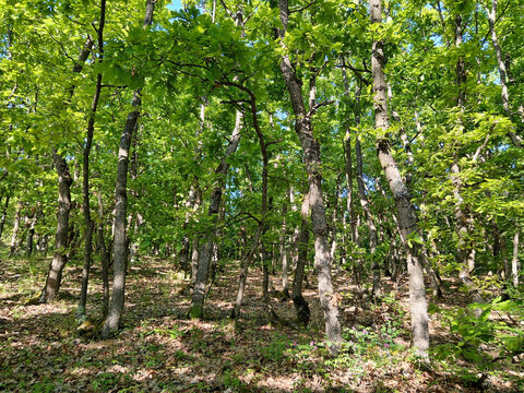 Photo of a beautiful green oak forest. Oak trees park in a sunny day.