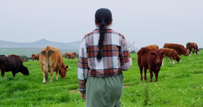 Back, farming and woman with agriculture, cattle and walking with sustainable business. clipboard, farmer and person with cows, livestock and grazing with inspection, meat production and animals
