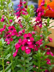 Fototapeta premium pink flowers in the garden