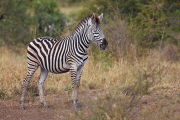 Obraz premium Steppenzebra / Burchell's zebra / Equus quagga burchellii