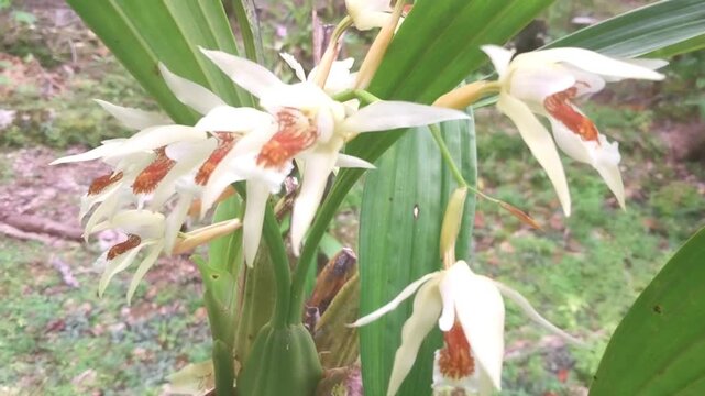 Beautiful White Coelogyne Orchid Flowers Blooming in the Garden