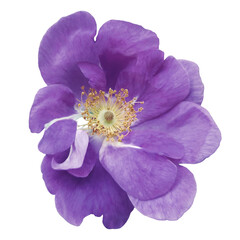 Naklejka premium Rosehip. Flower on isolated background with clipping path. Closeup. For design. Transparent background 