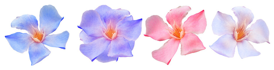 Naklejka premium Olleander flowers on white isolated background with clipping path. Closeup. For design. View from above. Transparent background 