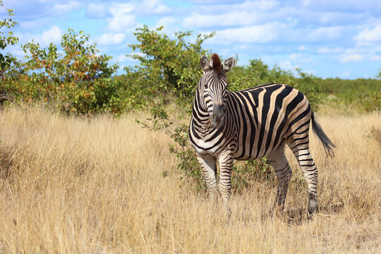 Steppenzebra / Burchell's zebra / Equus quagga burchellii