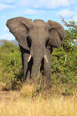 Fototapeta premium Afrikanischer Elefant / African elephant / Loxodonta africana