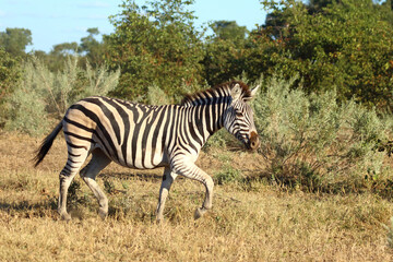 Obraz premium Steppenzebra / Burchell's zebra / Equus quagga burchellii