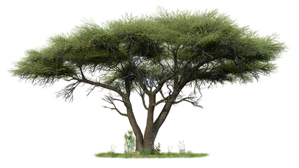 Realistic African Acacia Tree with Grass and Wildflowers,  3D Trees Isolated on PNGs transparent background © Uvindu