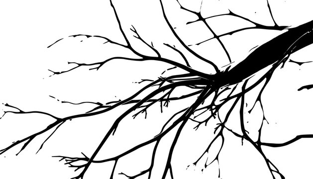 Detailed Capillary Blood Vessel Vector Artwork