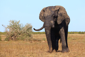 Fototapeta premium Afrikanischer Elefant / African elephant / Loxodonta africana