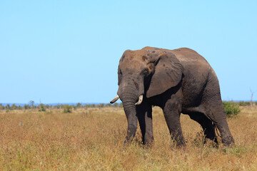 Fototapeta premium Afrikanischer Elefant / African elephant / Loxodonta africana