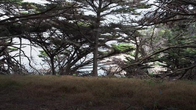 forest with dry grasses