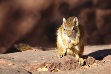 Fototapeta premium Smith-Buschhörnchen / Smith's tree squirrel / Paraxerus cepapi