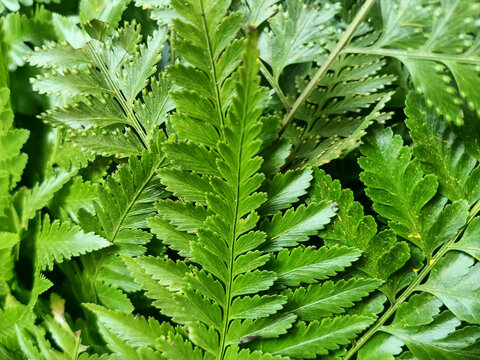 Close-up of Fresh Green Fern Leaves Background
