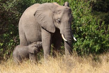 Fototapeta premium Afrikanischer Elefant / African elephant / Loxodonta africana