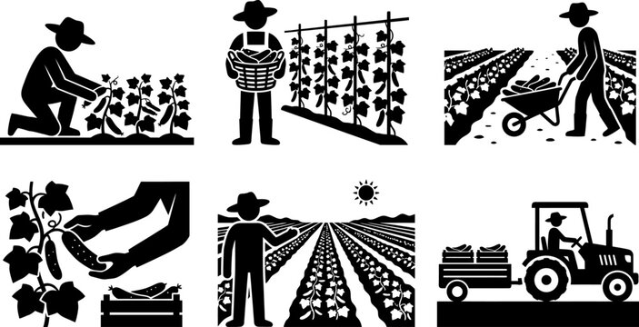 Various cucumber farming icons showcasing agricultural tasks including manual harvesting weeding working with wheelbarrows and managing crops in rural field landscapes.