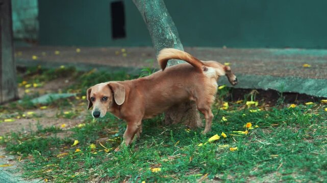 Brown dog urinating on a small tree trunk on the grass