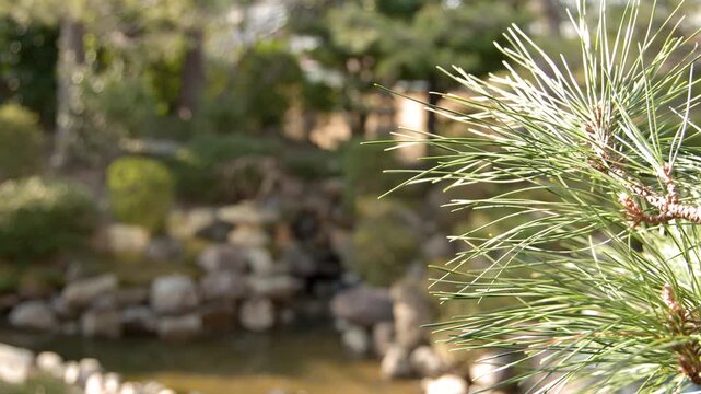 Close Up of Pine Tree Branch in Nagamachi Samurai District Garden