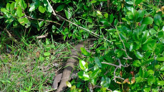 Big water monitor lizard in the grass spotted during wildlife safari in Wilpattu National Park in Sri Lanka