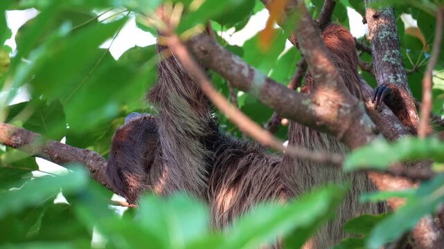 A Two-toed sloth sleeping and hanging upside down in the tree, close up shot.