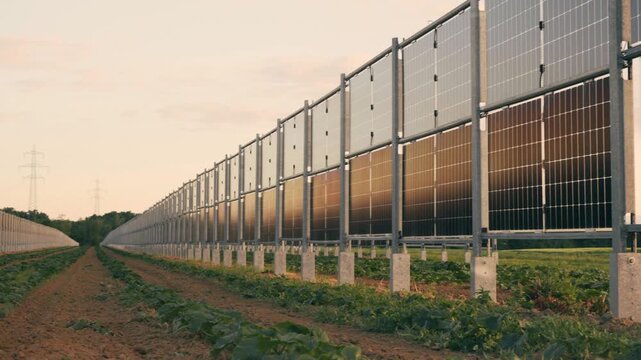 Agrivoltaic system combining solar power generation with agriculture. Sustainable farming with vertical solar panel fence for green energy