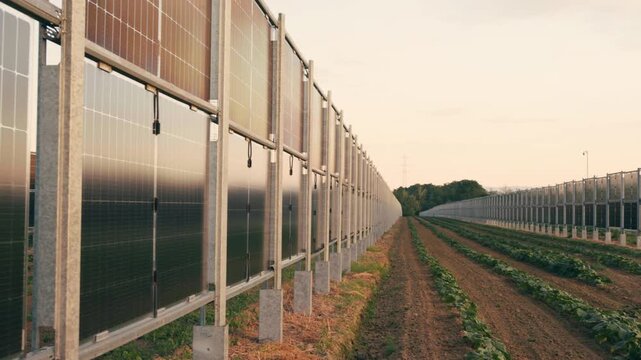 Modern agrivoltaic system combining renewable energy production and agriculture. Pumpkin plants growing next to a photovoltaic power plant