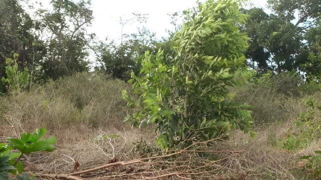 Jamun Tree Branches Swaying in Gusty Wind