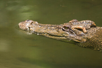 Fototapeta premium The crocodile is show head in the river