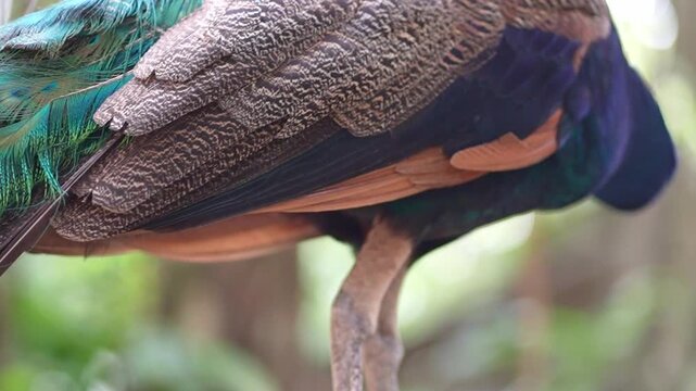blue peacock in the zoo, close up indian peafowl jumping in the park, wildlife bird behaviour footage
