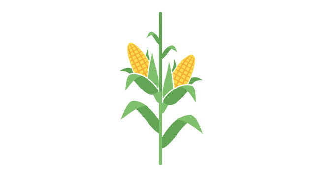 A simple flat vector illustration of a green corn stalk with two yellow ears