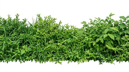 Fototapeta premium Lush green shrubbery and garden bushes isolated on white, vibrant hedge foliage for landscape design, natural leafy border and vegetation