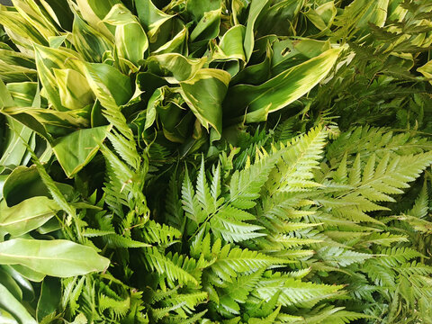 Fresh Green Fern Fronds and Tropical Leaves Background
