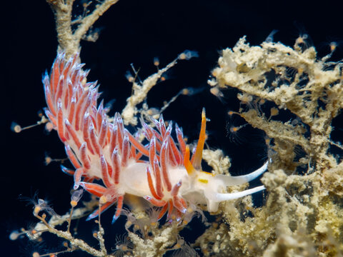Nudibranch Cratena peregrina