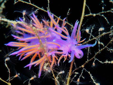 Nudibranch Flabellina affinis