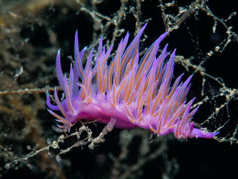 Nudibranch Flabellina affinis