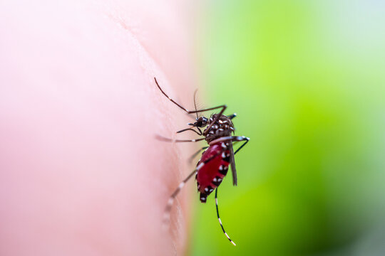 Aedes aegypti mosquitoes on human hand