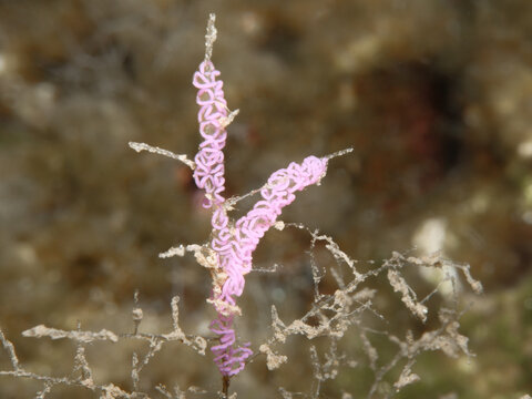 Nudibranch Flabellina affinis