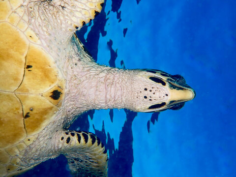 Hawksbill turtle