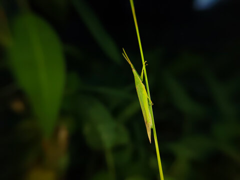 close up of the oriental long-headed grasshopper (Acrida cinerea), which is also often referred to as the leafhopper.